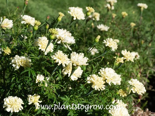 Kilimanjaro Marigold (Tagetes erecta)